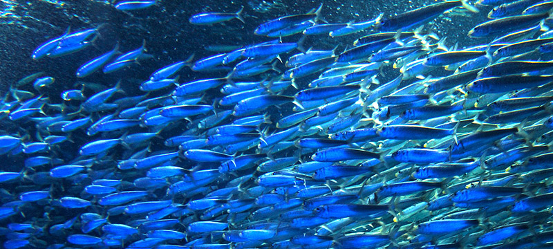 「DHA・EPA」青魚のサラサラ成分